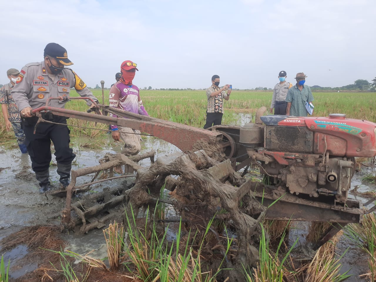 Peduli Ketahanan Pangan, Jajaran Polres Indramayu Jebur ke Sawah Untuk Oprasikan Traktor